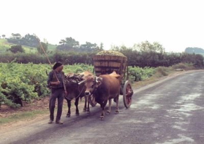 morais-vinyards-and-winery-the-winery-history-2-400x284 History