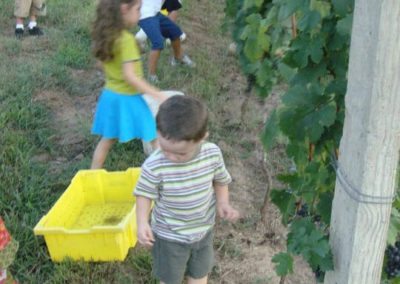 morais-vinyards-and-winery-the-winery-process-harvest-3-400x284 Process